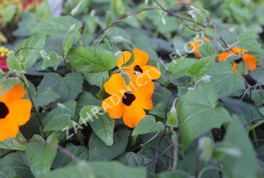 Smatavka, thunbergie křídlatá 'Sunny Susy Orange Eye' - Thunbergia alata 'Sunny Susy Orange Eye'