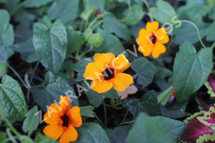 Smatavka, thunbergie křídlatá 'Sunny Susy Red-Orange' - Thunbergia alata 'Sunny Susy Red-Orange'