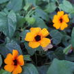 Smatavka, thunbergie křídlatá 'Sunny Susy Red-Orange' - Thunbergia alata 'Sunny Susy Red-Orange'