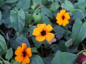 Smatavka, thunbergie křídlatá 'Sunny Susy Red-Orange' - Thunbergia alata 'Sunny Susy Red-Orange'