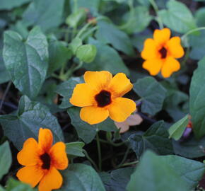 Smatavka, thunbergie křídlatá 'Sunny Susy Red-Orange'