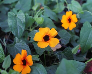 Smatavka, thunbergie křídlatá 'Sunny Susy Red-Orange'