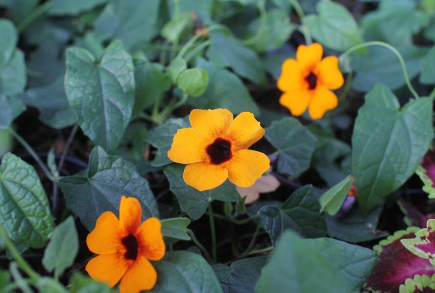 Smatavka, thunbergie křídlatá 'Sunny Susy Red-Orange' - Thunbergia alata 'Sunny Susy Red-Orange'