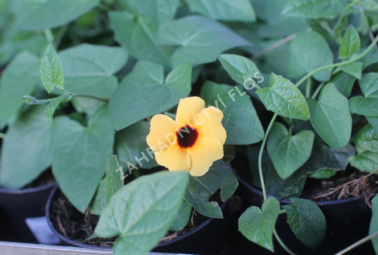 Smatavka, thunbergie křídlatá 'Sunny Susy Terracota' - Thunbergia alata 'Sunny Susy Terracota'
