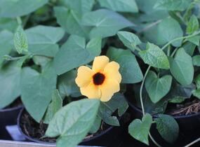 Smatavka, thunbergie křídlatá 'Sunny Susy Terracota' - Thunbergia alata 'Sunny Susy Terracota'