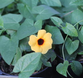 Smatavka, thunbergie křídlatá 'Sunny Susy Terracota'