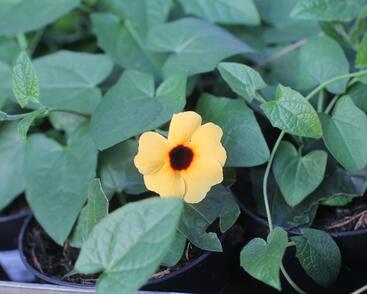 Smatavka, thunbergie křídlatá 'Sunny Susy Terracota'