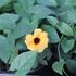 Thunbergia alata 'Sunny Susy Terracota'.JPG