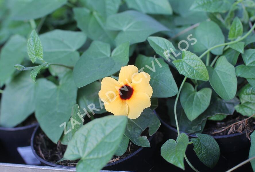 Smatavka, thunbergie křídlatá 'Sunny Susy Terracota' - Thunbergia alata 'Sunny Susy Terracota'
