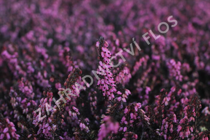 Vřesovec darlejský 'Rubina' - Erica darleyensis 'Rubina'