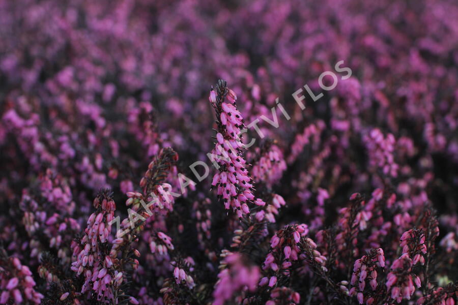 Vřesovec darlejský 'Rubina' - Erica darleyensis 'Rubina'