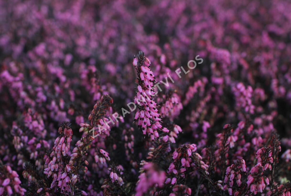 Vřesovec darlejský 'Rubina' - Erica darleyensis 'Rubina'