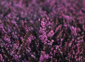 Vřesovec darlejský 'Rubina' - Erica darleyensis 'Rubina'