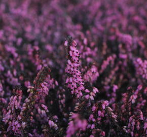 Vřesovec darlejský 'Rubina' - Erica darleyensis 'Rubina'
