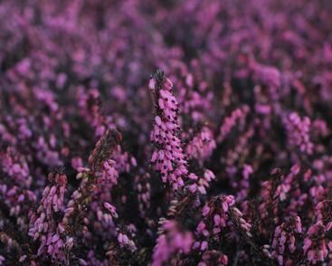 Vřesovec darlejský 'Rubina'