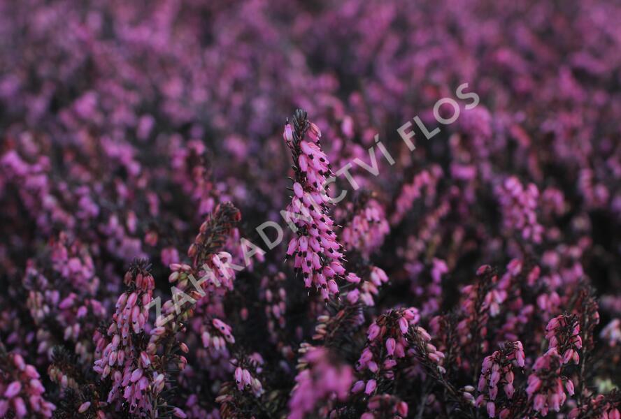 Vřesovec darlejský 'Rubina' - Erica darleyensis 'Rubina'