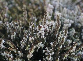 Vřesovec darlejský 'Kramer's White' - Erica darleyensis 'Kramer's White'