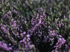 Vřesovec darlejský 'Spring Surprise' - Erica darleyensis 'Spring Surprise'