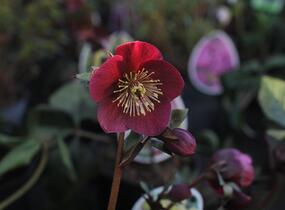 Čemeřice 'Ice N' Roses Megan Marble' - Helleborus hybridus 'Ice N' Roses Megan Marble'