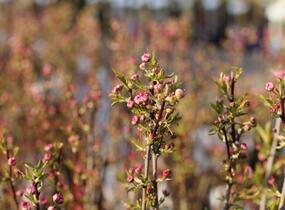 Višeň žláznatá 'Rosea Plena' - Prunus glandulosa 'Rosea Plena'
