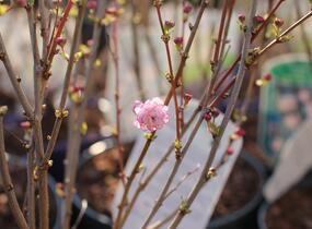 Višeň žláznatá 'Rosea Plena' - Prunus glandulosa 'Rosea Plena'