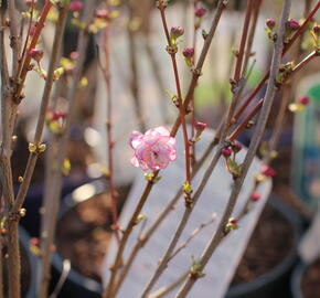 Višeň žláznatá 'Rosea Plena'
