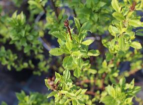 Kalina vonná 'Candidissimum' - Viburnum farreri 'Candidissimum'