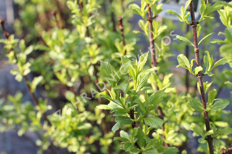Kalina vonná 'Candidissimum' - Viburnum farreri 'Candidissimum'