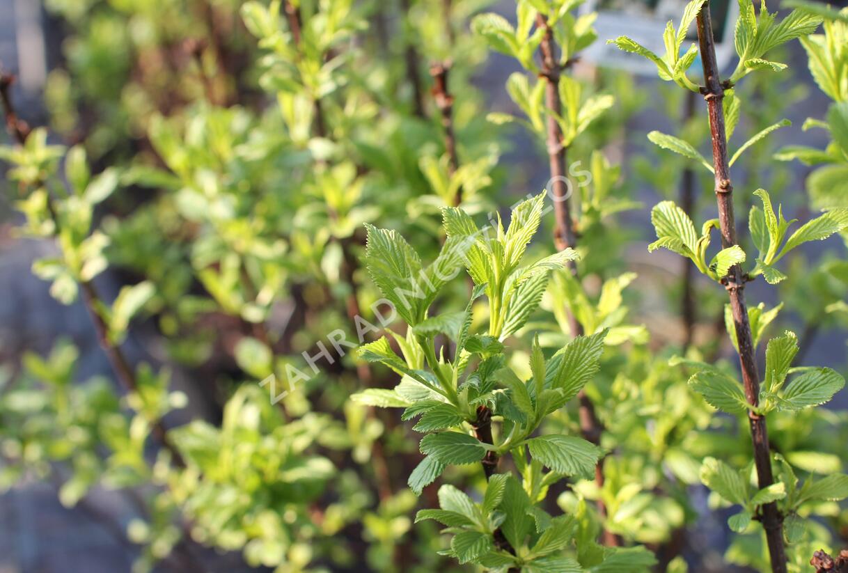 Kalina vonná 'Candidissimum' - Viburnum farreri 'Candidissimum'