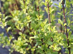 Kalina vonná 'Candidissimum' - Viburnum farreri 'Candidissimum'
