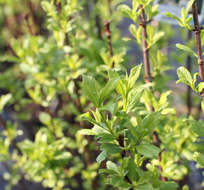 Kalina vonná 'Candidissimum'