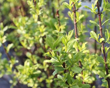 Kalina vonná 'Candidissimum'