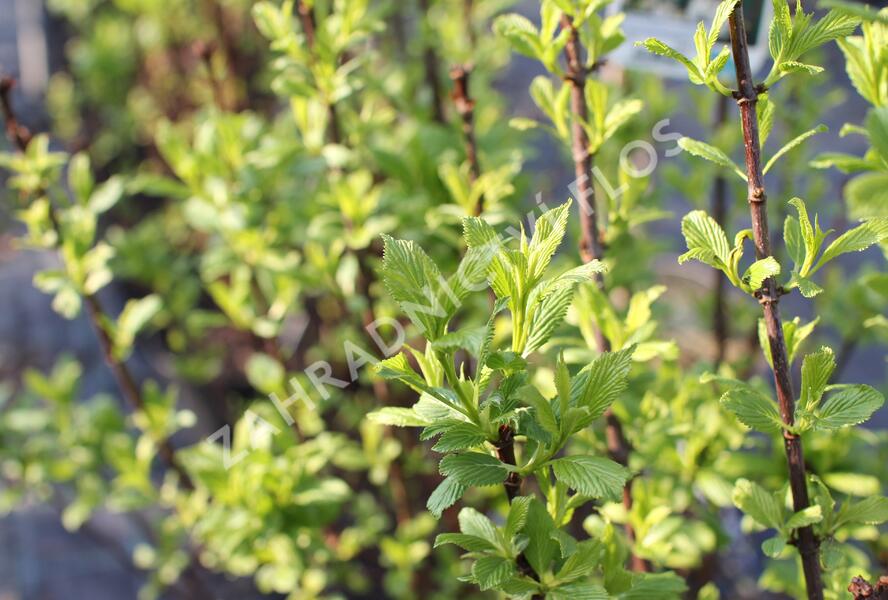 Kalina vonná 'Candidissimum' - Viburnum farreri 'Candidissimum'