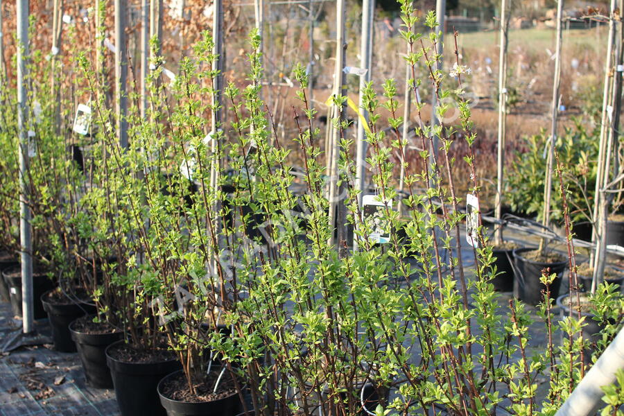 Kalina vonná 'Candidissimum' - Viburnum farreri 'Candidissimum'