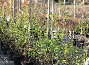 Kalina vonná 'Candidissimum' - Viburnum farreri 'Candidissimum'