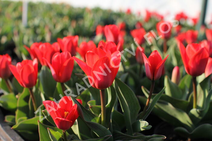 Tulipán Kaufmannův 'Showwinner' - Tulipa Kaufmanniana 'Showwinner'