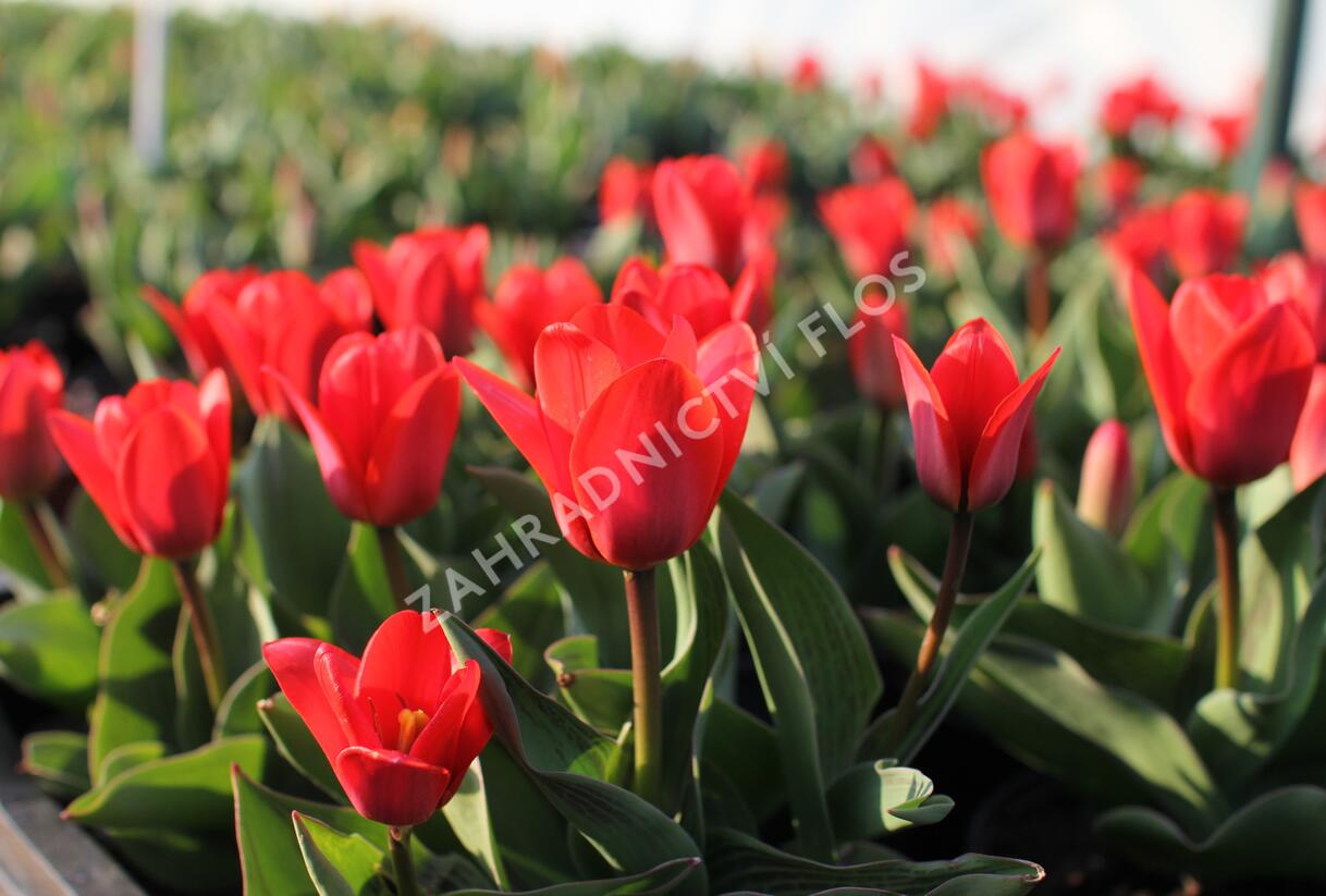 Tulipán Kaufmannův 'Showwinner' - Tulipa Kaufmanniana 'Showwinner'