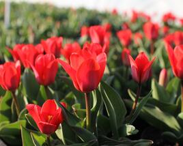 Tulipán Kaufmannův 'Showwinner'