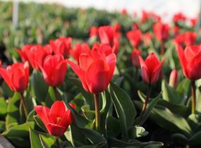 Tulipán Kaufmannův 'Showwinner' - Tulipa Kaufmanniana 'Showwinner'