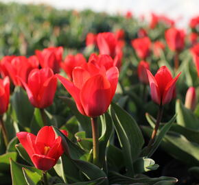 Tulipán Kaufmannův 'Showwinner'