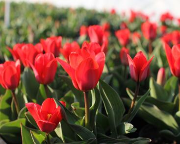 Tulipán Kaufmannův 'Showwinner'