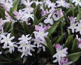 Ladoňka bleděmodrá 'Pink Giant'