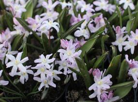 Ladoňka bleděmodrá 'Pink Giant' - Chionodoxa forbesii 'Pink Giant'