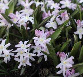 Ladoňka bleděmodrá 'Pink Giant' - Chionodoxa forbesii 'Pink Giant'