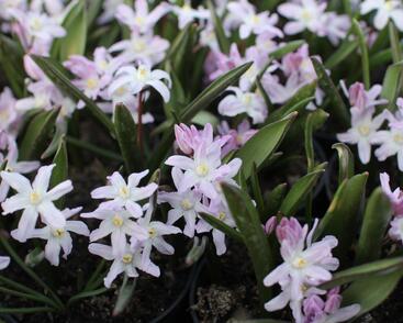 Ladoňka bleděmodrá 'Pink Giant'
