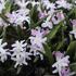 Chionodoxa forbesii 'Pink Giant'_1.JPG