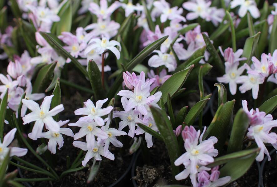 Ladoňka bleděmodrá 'Pink Giant' - Chionodoxa forbesii 'Pink Giant'