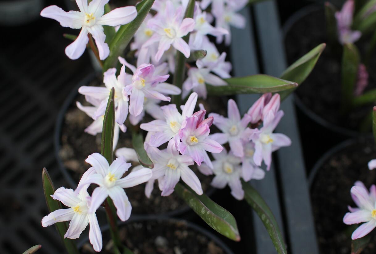 Ladoňka bleděmodrá 'Pink Giant' - Chionodoxa forbesii 'Pink Giant'