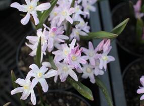 Ladoňka bleděmodrá 'Pink Giant' - Chionodoxa forbesii 'Pink Giant'