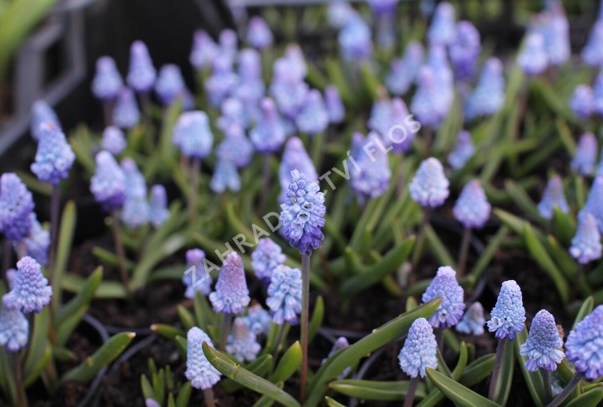 Modřenec azurový - Muscari azureum